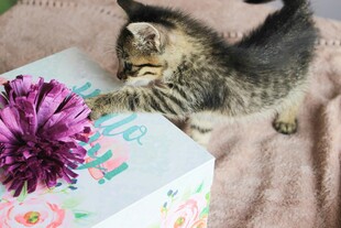 小猫玩紫色花朵