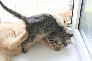 窗边小猫好奇嗅闻玩具