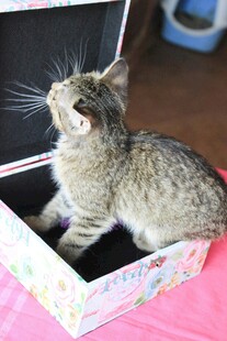 小猫好奇探身于彩色盒中