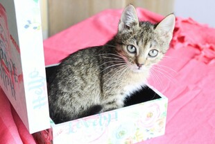 小猫栖身于粉色盒子中