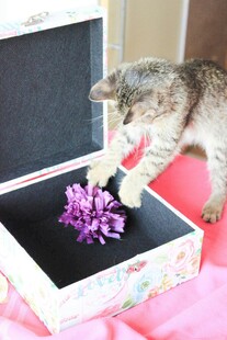 小猫好奇探触盒中紫花