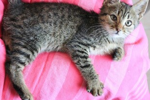 躺粉色布上的可爱小狸猫