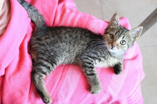 小猫躺粉色布上