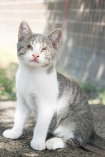 可爱小猫惬意坐于户外