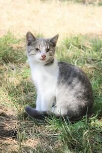 草地上的可爱猫咪