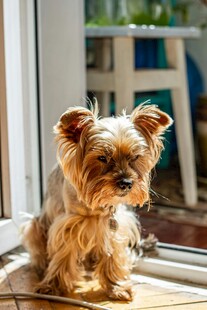 窗边可爱约克夏小狗