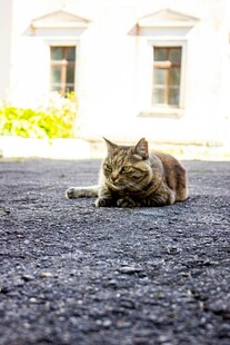 路上休憩的猫咪