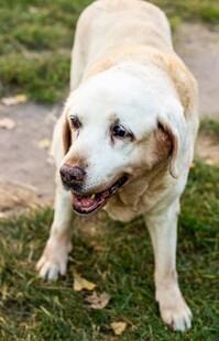 站在草地的黄色大狗