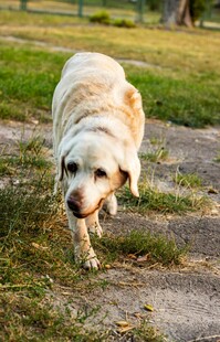 阳光下奔跑的金毛犬