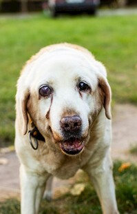 可爱 布拉多犬户外模样