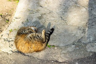 石洞中蜷缩的可爱猫咪