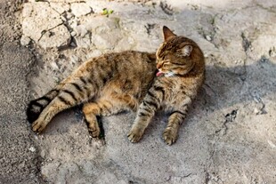 阳光下慵懒的斑纹猫咪