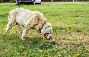 草地中嗅闻的老狗