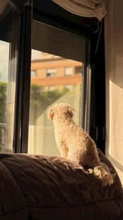 窗边猫咪眺望远方