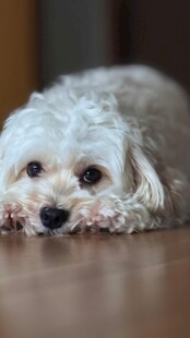 趴着的白色小狗