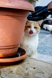 花盆旁吐舌的可爱猫咪