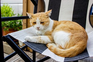 橘白猫咪惬意躺椅休憩