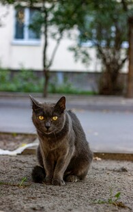 户外独坐的灰毛猫咪