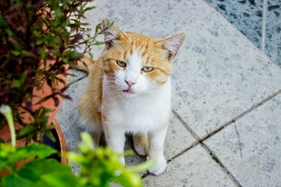 可爱花猫蹲坐于石砖上