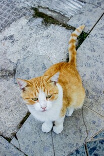 橘白猫咪于石板地面