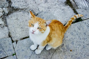 街头橘白猫咪抬头望