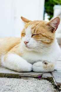 橘白猫咪惬意休憩
