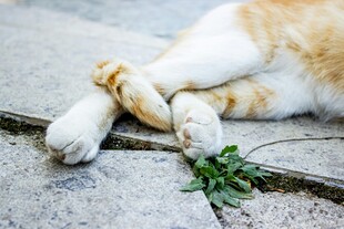 猫咪慵懒卧地伴小草