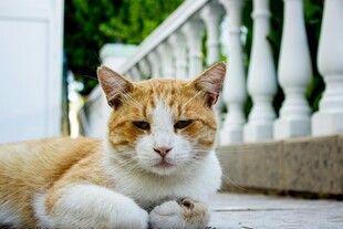 慵懒猫咪惬意趴于台阶