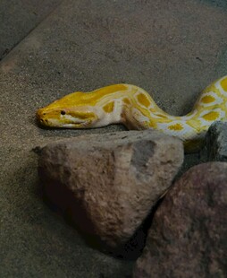 金黄蟒蛇盘踞于石块上