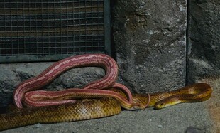 盘绕的双色大蛇