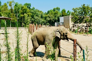 动物园中站立的大象