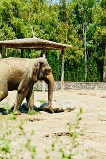 动物园中行走的大象