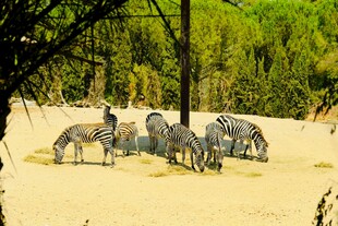 草原上的斑马群