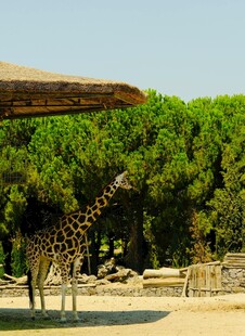 动物园中站立的长颈鹿