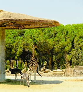 动物园中悠闲的长颈鹿