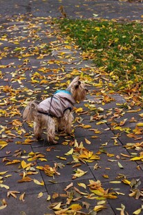 秋日小狗漫步落叶间