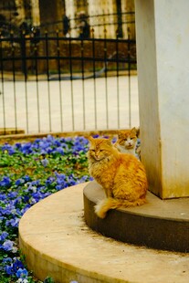 石台上休憩的橘色猫咪