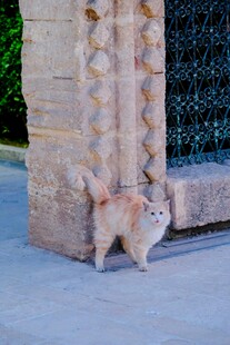 墙角处的可爱猫咪