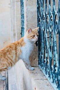 窗边橘猫好奇张望铁栅栏