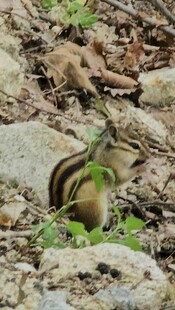 草丛中的条纹小鸟