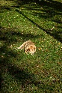 阳光下草地上休憩的狗狗