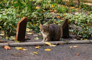 路边休憩的可爱小松鼠