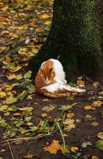 树下蜷卧的橘白猫咪