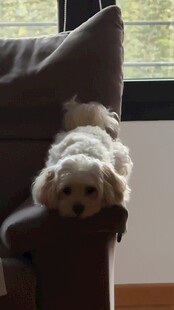 沙发上慵懒的白毛小狗