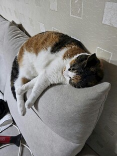 慵懒猫咪惬意躺沙发