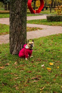 穿红衣小狗在树下玩耍