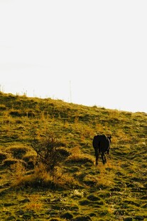 草原上独行的黑色牛