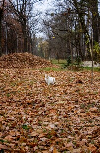 秋日林间落叶覆盖的小径