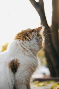 窗边花猫仰头望景