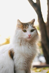 阳光下的三色猫咪